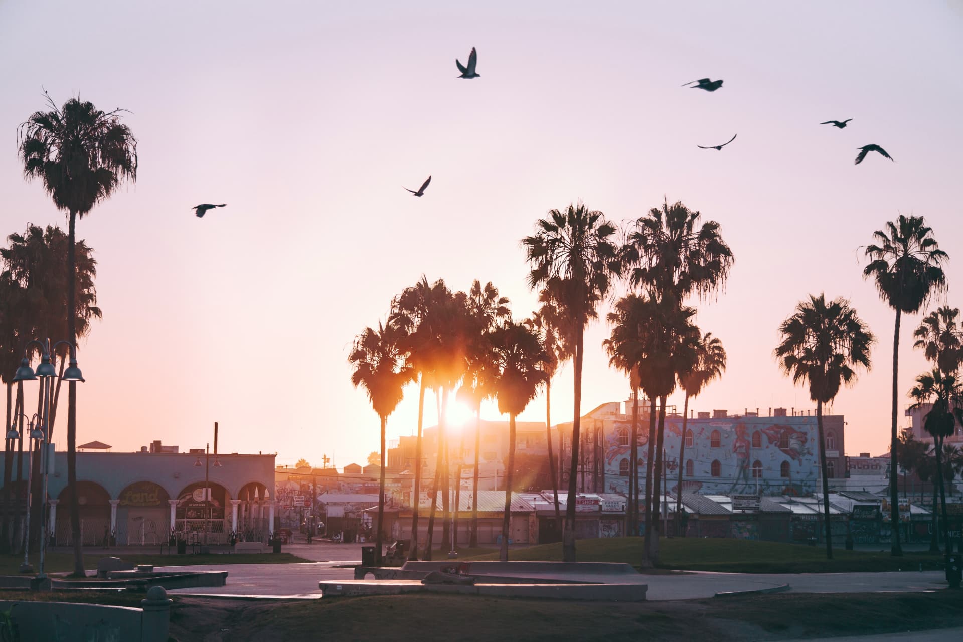 Palm trees and birds over Venice boardwalk at golden hour